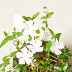 Vinca Minor ‘Alba’ -The Palm Centre Store VIA 61389f8a22448