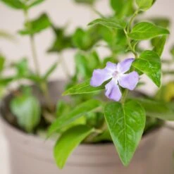 Vinca Major -The Palm Centre Store VMA 60a93c9be84cb
