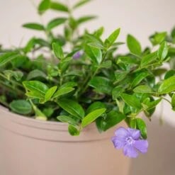 Vinca Minor -The Palm Centre Store VMI 60a94f5df7d8f