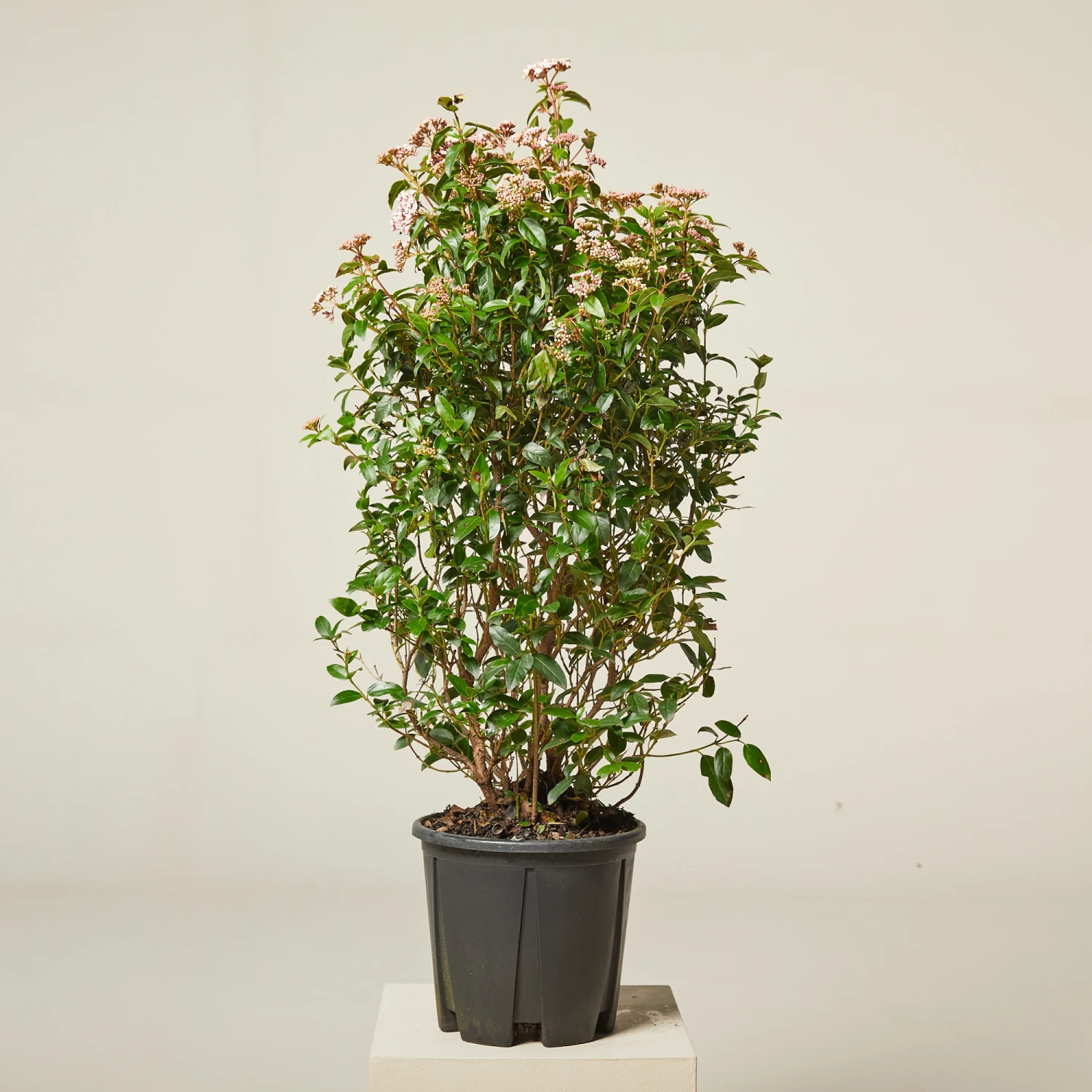 Viburnum Tinus ‘Eve Price’ 8 Viburnum Tinus ‘Eve Price’ - Image 8