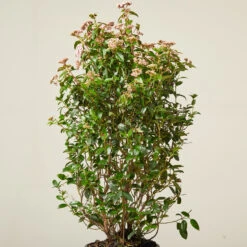 Viburnum Tinus ‘Eve Price’ 18 Viburnum Tinus ‘Eve Price’ -The Palm Centre Store VTE 61388c885f0b6 1