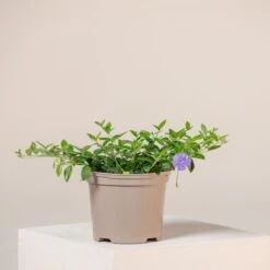 Vinca Minor -The Palm Centre Store V 15549 60448cbc5efca