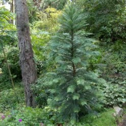 Wollemia Nobilis -The Palm Centre Store WNO 1