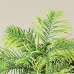 Wollemia Nobilis -The Palm Centre Store WNO 3 1 scaled 1