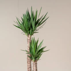 Yucca Elephantipes -The Palm Centre Store YEL 2