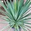 Yucca Gloriosa Hybrid