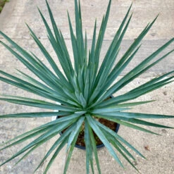 Yucca Gloriosa Hybrid -The Palm Centre Store YGH 626f2ab871c7a