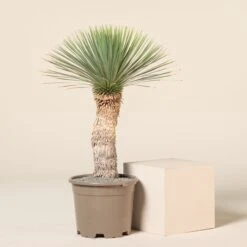 Yucca Rostrata -The Palm Centre Store YRO 12 6 scaled 1