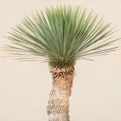Yucca Rostrata -The Palm Centre Store YRO 2 3 scaled 1