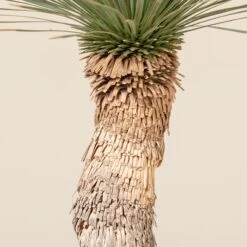 Yucca Rostrata -The Palm Centre Store YRO 3 2 scaled 1