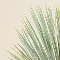 Yucca Rostrata -The Palm Centre Store YRO 3 scaled 1