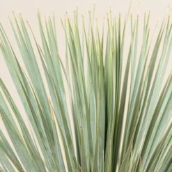 Yucca Rostrata -The Palm Centre Store YRO 4 scaled 1