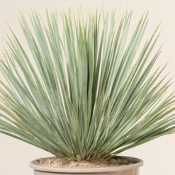 Yucca Rostrata -The Palm Centre Store YRO 5 scaled 1