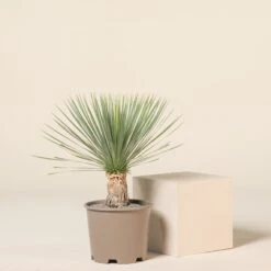 Yucca Rostrata -The Palm Centre Store YRO 55 5 scaled 1