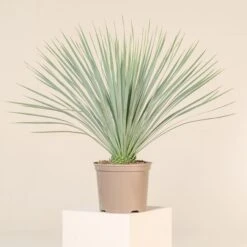 Yucca Rostrata -The Palm Centre Store YRO 9 1 scaled 1
