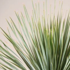 Yucca Rostrata -The Palm Centre Store YRO scaled 1