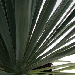 Yucca Filamentosa 6 Yucca Filamentosa -The Palm Centre Store YUF 6259cac3ba592