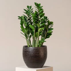 Zamioculcas Zamiifolia -The Palm Centre Store ZAM 9