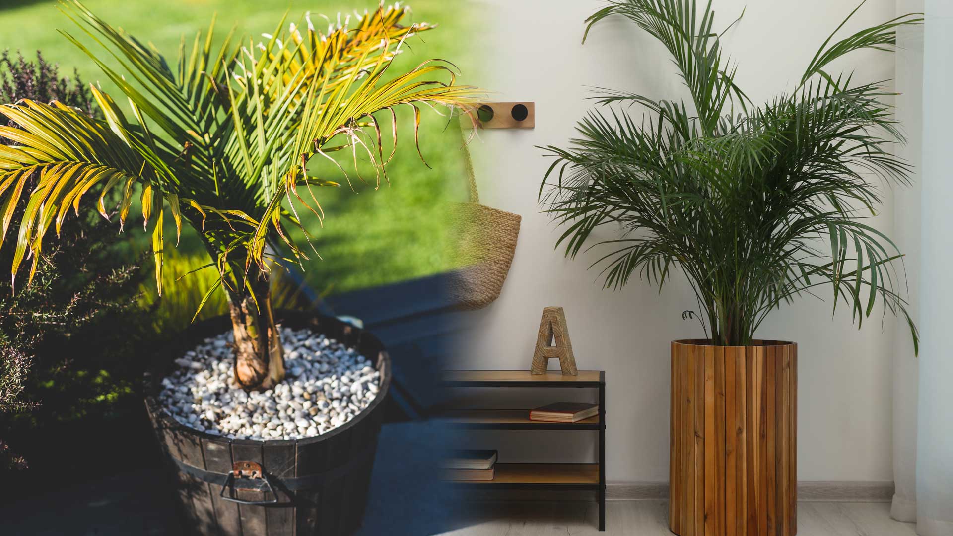 The Palm Centre Store -The Palm Centre Store prendre soin palmier majesty